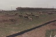 Rebanho de ovelhas pastando nos terrenos do Casal de Pianos.
