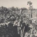 Saloio em traje popular cultivando a vinha na região de Colares.