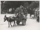 Carroça puxada por um burro no cortejo de oferendas durante inauguração da aldeia em verso em Fontanelas.