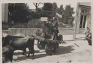 Carro de bois num cortejo de oferendas na Estefânia, Sintra.