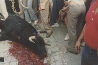 Morte do touro para o bodo aos pobres nas Festas em Honra do Divino Espirito Santo no Penedo.