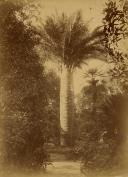 Palmeira no Jardim do Palácio das Necessidades.