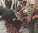 Morte do touro para o bodo aos pobres nas Festa em Honra do Divino Espirito Santo no Penedo.