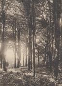 Arvoredo na Serra de Sintra