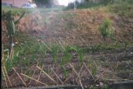 Local onde se vai realizar uma formação de jardinagem.