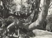 Tuia gigante centenária no Parque da Pena.