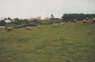 Ovelhas no pasto em Agualva.