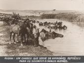 Rússia, um charco que serve de agradável refresco para os soldados e cavalos Alemães durante a II Guerra Mundial.