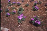 Canteiros com flores de uma formação de jardinagem.