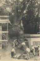 Obras de manutenção no parque da Liberdade em Sintra.