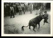 Pamplona em Palmela Colhida na garraiada no largo de S. João 8 de Abril 1951