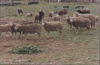 Rebanho de ovelhas a pastar nos terrenos do Casal de Pianos.