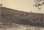 Saloios com juntas de bois a trabalhar num campo, em Galamares, junto a linha do elétrico.