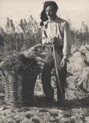 Saloio em traje popular cultivando a vinha na região de Colares.