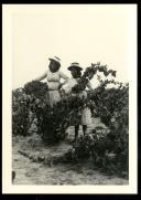 Mulheres da Vindima com cabazes com uvas