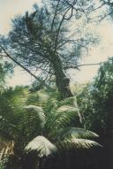 Parque de Monserrate.