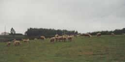 Ovelhas no pasto em Agualva.