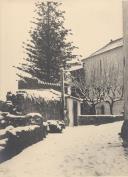 Nevão junto à Igreja de Santa Maria em Sintra.