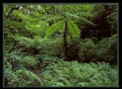 Parque Natural de Sintra Cascais