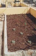 Medida 3- Remoção de plantas.