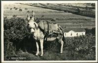 Portugal - Turístico - Burro