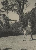 Saloia a passear na serra de Sintra montada num burro.