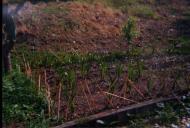 Trabalhando a terra durante uma acção de formação de jardinagem.