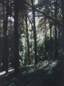 Floresta da Serra de Sintra.