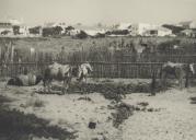 Burros descansando numa vinha de ramisco na Praia das Maçãs.