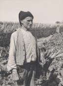 Saloio em traje popular cultivando a vinha na região de Colares. 