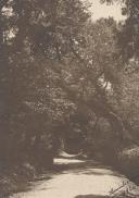 Arvoredo na Serra de Sintra