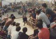 Correr o touro à corda na Festa em Honra do Divino Espirito Santo no Penedo.